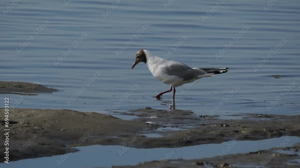 Möwe auf Nahrungssuche am Strand auf Borkum Möwe auf Nahrungssuche am Strand auf Borkum