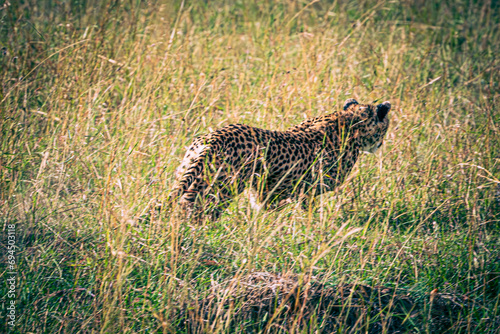 cheetah in the savannah © Alvaro
