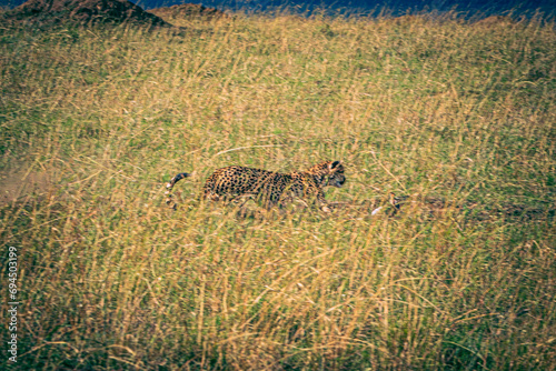 cheetah in the savannah