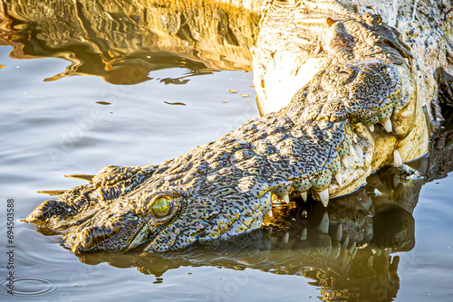 crocodile eating
