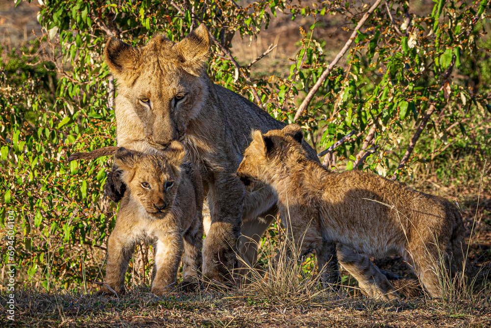 Fototapeta premium lion cub in the savannah