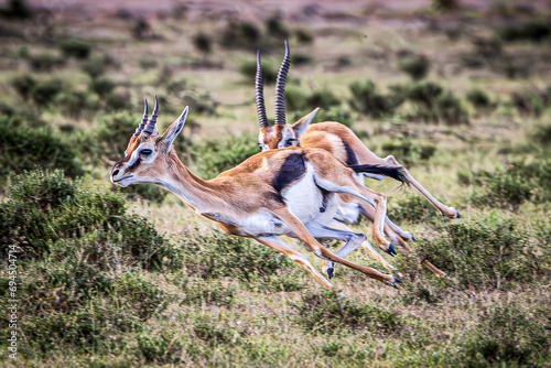 antelope