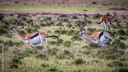 antelope