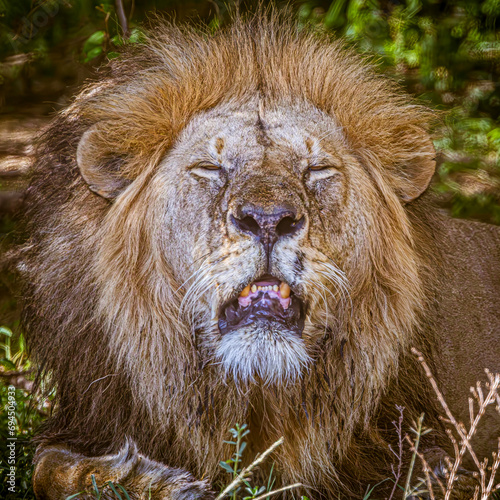 Fototapeta Naklejka Na Ścianę i Meble -  lion in the wild