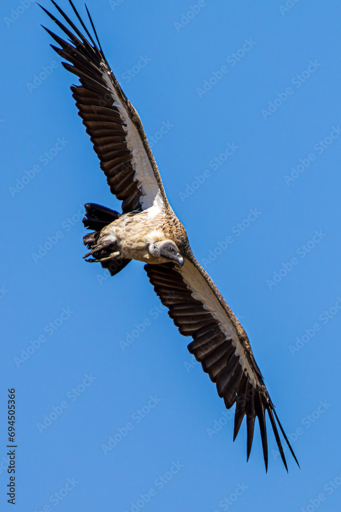 Fototapeta premium vulture