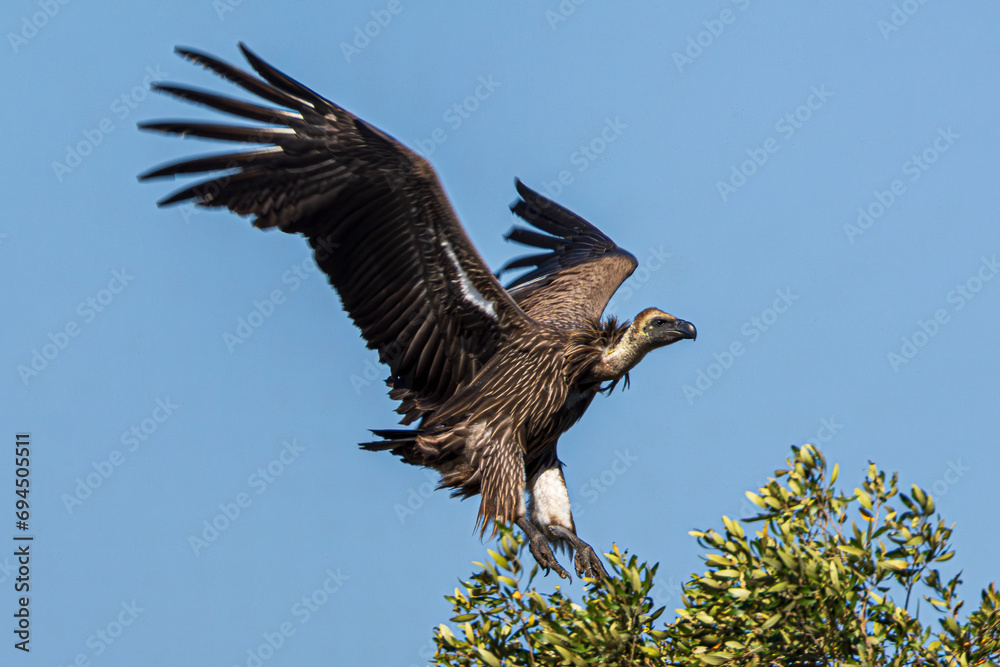 Obraz premium vulture