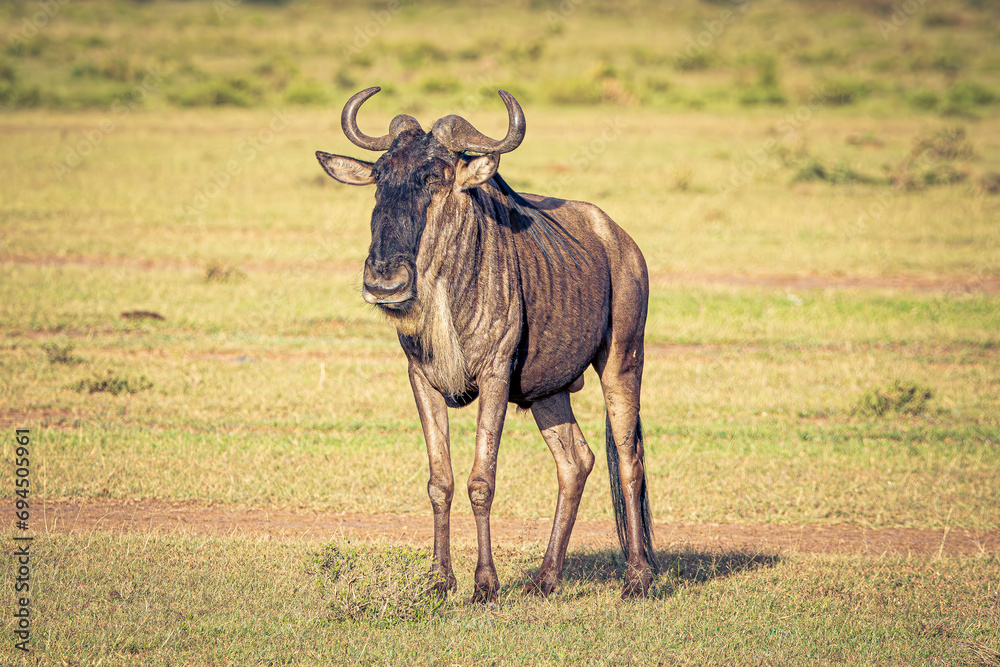 Naklejka premium Wildebeest