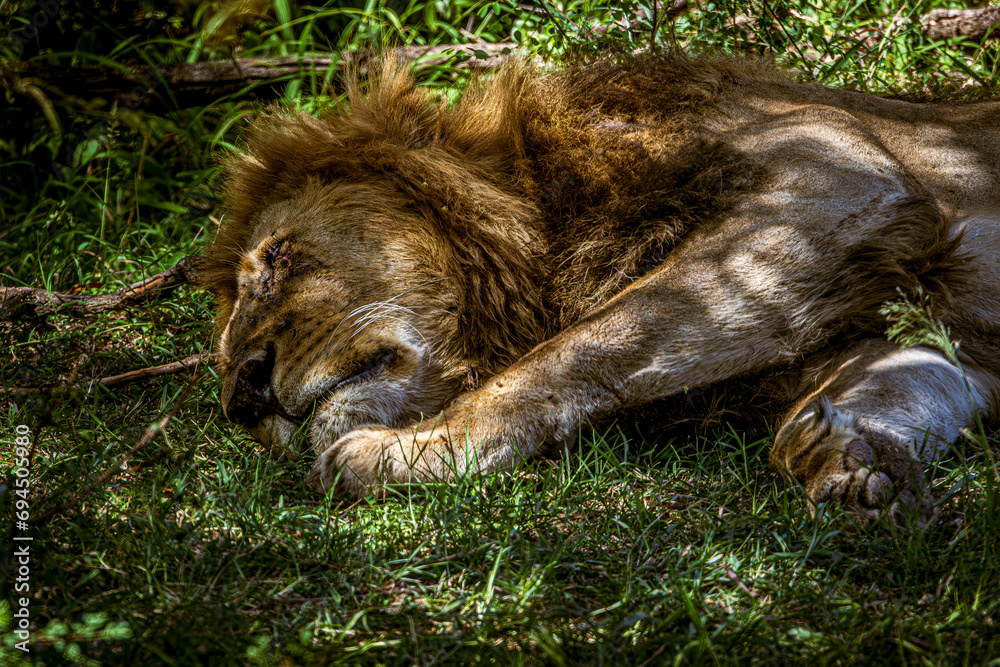 Fototapeta premium lions