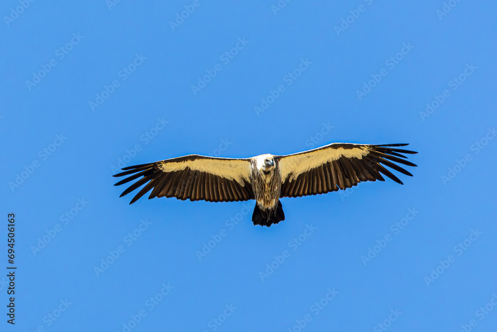 Fototapeta premium vulture