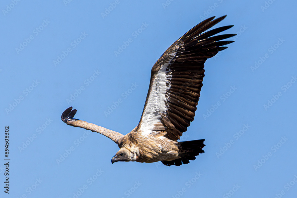 Obraz premium vulture