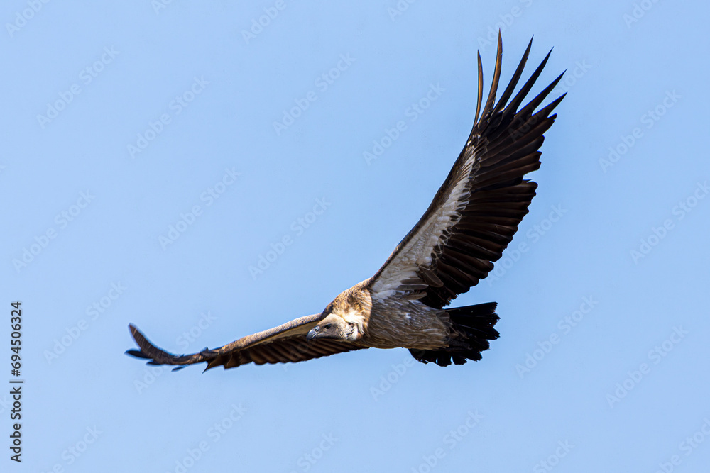 Obraz premium vulture