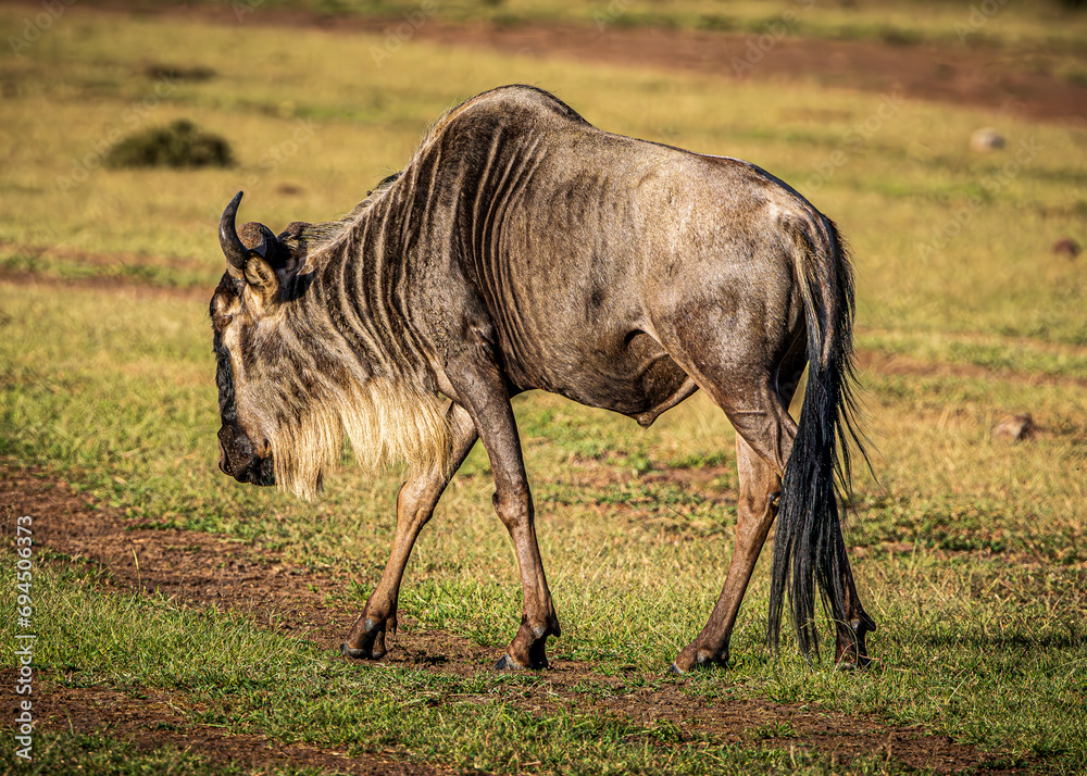 Fototapeta premium Wildebeest