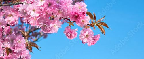 Tableau sur toile A close up of a tree with pink flowers.
