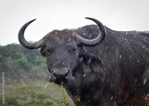 buffalo