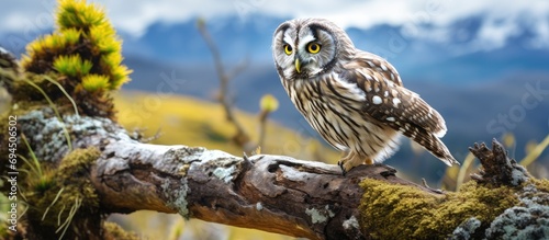 Argentine Patagonia is home to the Magellan Owl.