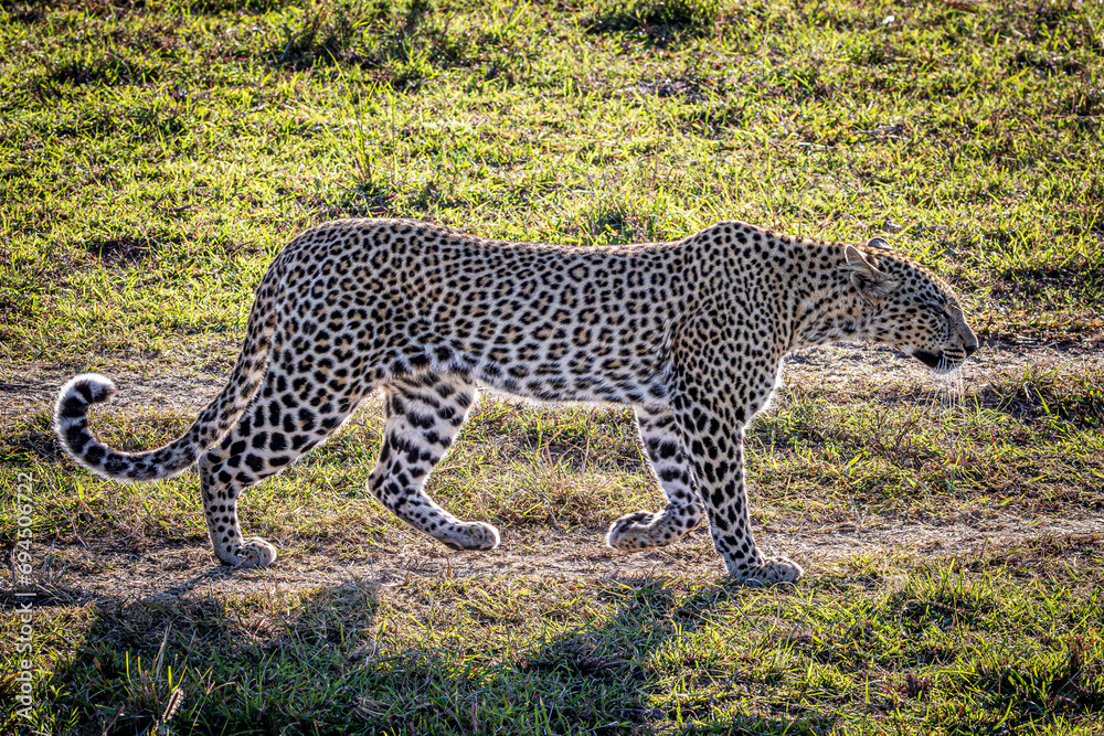 Obraz premium leopard