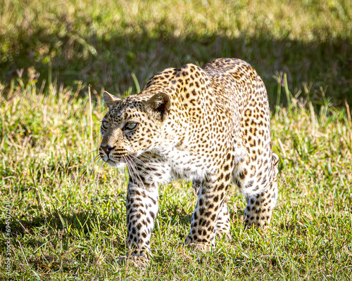 leopard in the grass