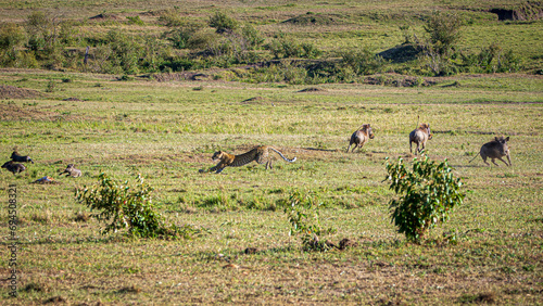 Photography leopard hunting warthog