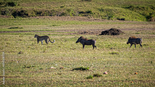 Photography leopard hunting warthog