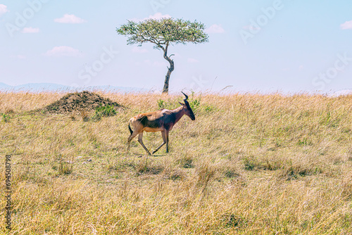 gazelle © Alvaro