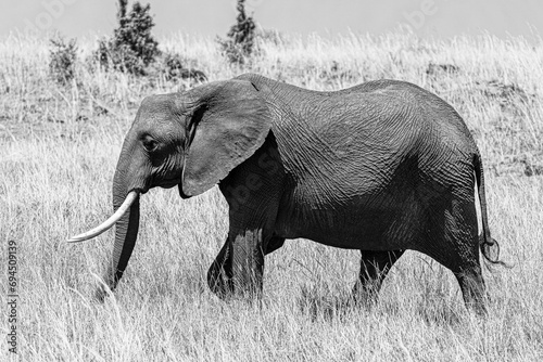 elephant in the savannah