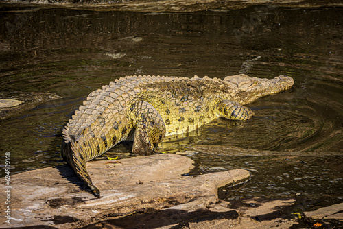 crocodile in the water © Alvaro