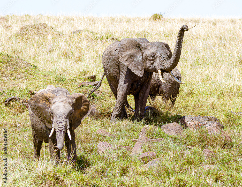 Fototapeta premium elephant in the savannah