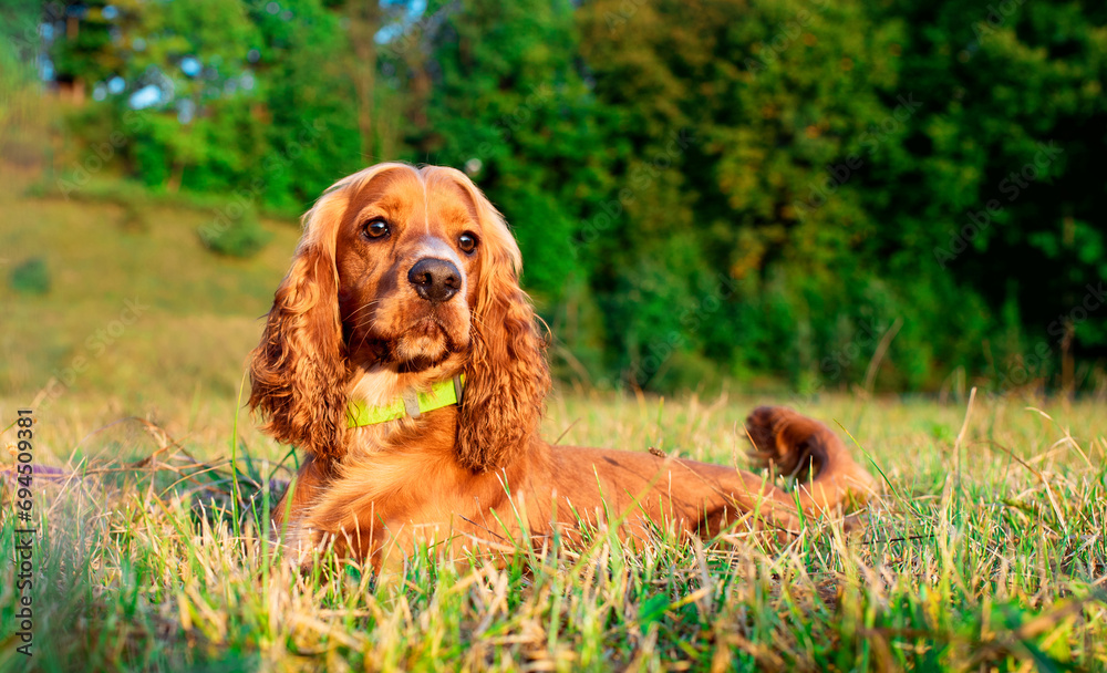 A ginger dog of the English cocker spaniel breed lies on the lawn. The dog is ten months old and has fluffy fur. He is tired. Hunter. The photo is horizontal and blurry