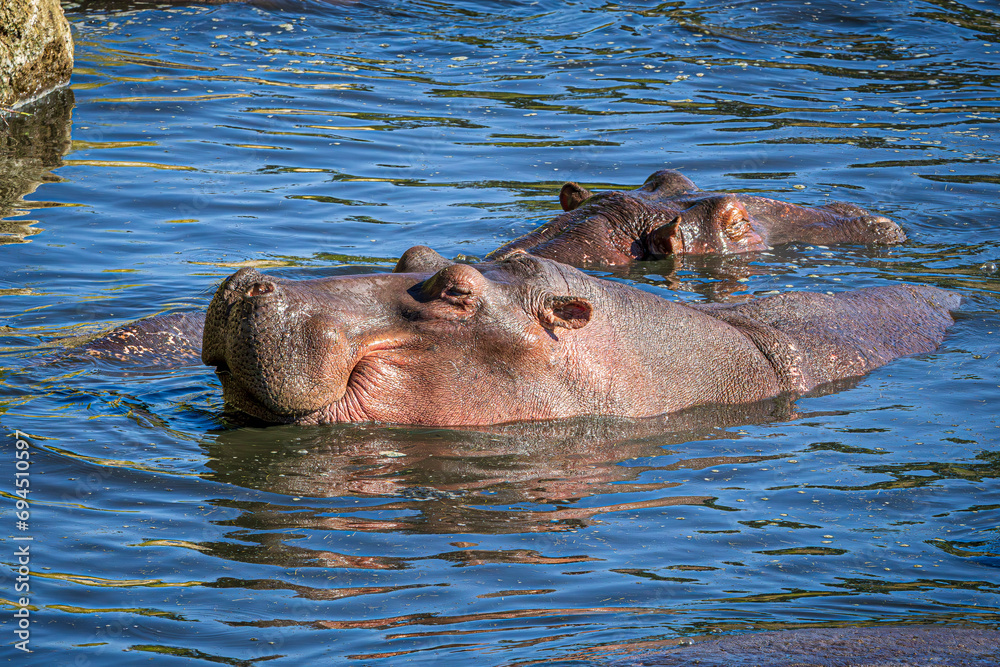 Fototapeta premium hippopotamus in water