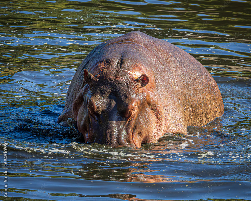 Fototapeta premium hippopotamus in water