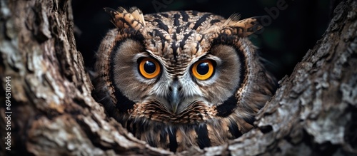 Stygian Owl perched on a tree, gazing at the camera through a natural frame. photo