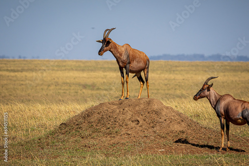 topi in the savannah