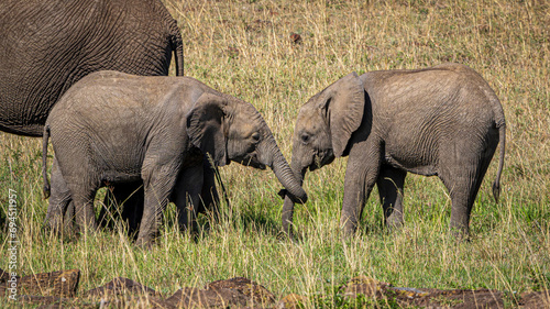 Photography elephant in the savannah