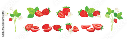 Fototapeta Naklejka Na Ścianę i Meble -  Fresh Red Strawberry Plant as Sweet Garden Crop Vector Set