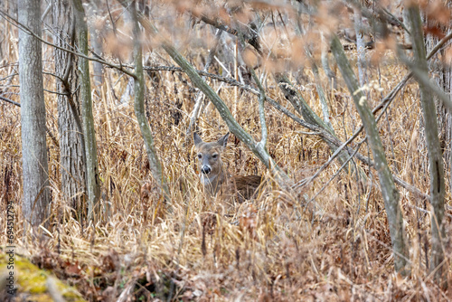 Female deer well hidden in a swamp in Michigan
