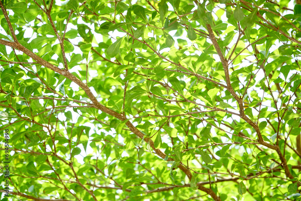 green leaves background green leaves background