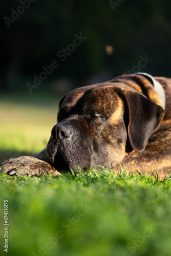 Close-up Dogo Canario or Presa Canario a dog originated in the Canary Islands in Spain © Nestor