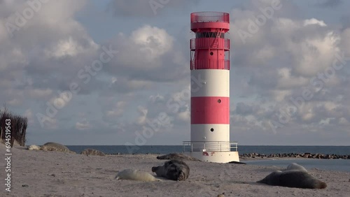 Wallpaper Mural Kegelrobbenkolonie am Sandstrand mit Leuchturm, Helgoland, Halichoerus grypus Torontodigital.ca