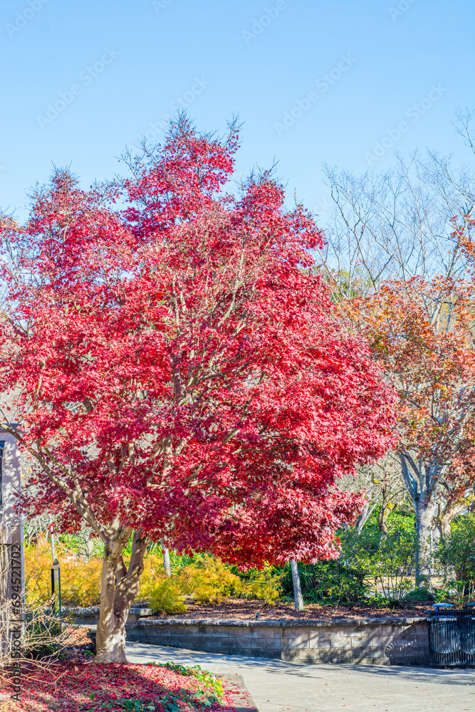 Fototapeta premium autumn trees in the park