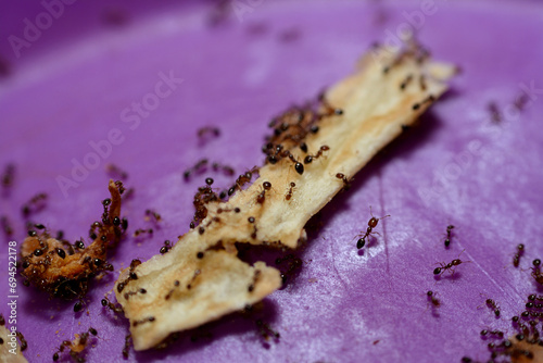 numbers of ant colony picking up and transferring food remnants to their colony stores for survival, ants are eusocial, communal, and efficiently organized, Ants are eusocial insects, selective focus photo