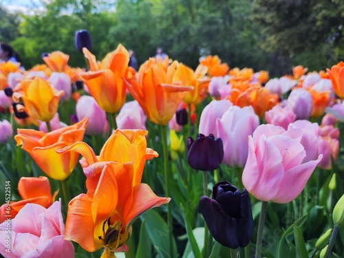 red and yellow tulips