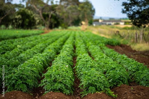 field of a potato crop growing green healthy plants on an agricultural farm in australia photo