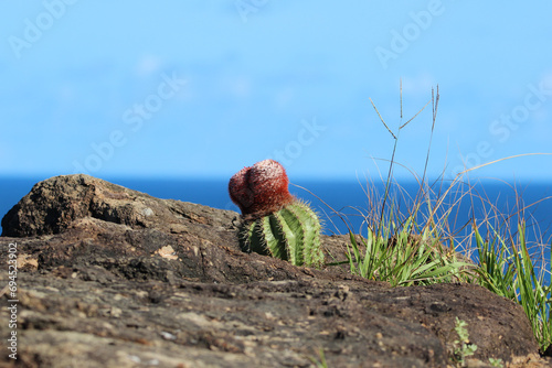 Cactus on Guana Island, British Virgin Islands photo