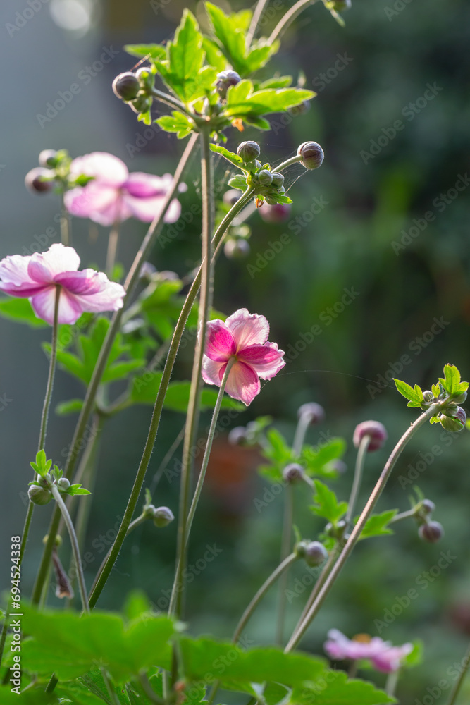 Blossom pale pink anemone flower macro photography in summer day. Windflower with light pink petals on green background close-up photo in summertime. Blossom pale pink anemone flower macro photography in summer day. Windflower with light pink petals on green background close-up photo in summertime.