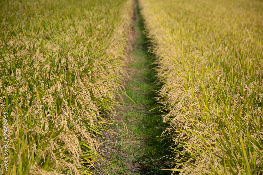 Japanese rice plantation during harvest season in the Niigata prefecture, Japan.