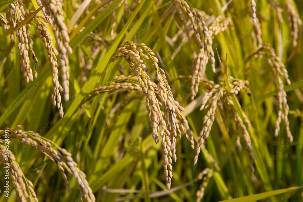 Japanese rice plantation during harvest season in the Niigata prefecture, Japan. Japanese rice plantation during harvest season in the Niigata prefecture, Japan.