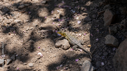 lizard in the sand