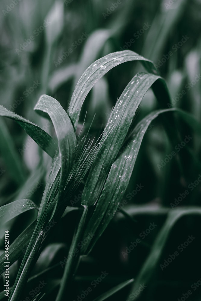 Fototapeta premium Close-up Plant Flower Flora Leaves Nature