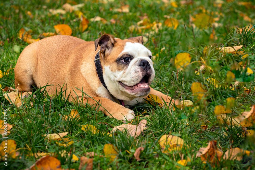 English bulldog playing in a green meadow with fallen leaves