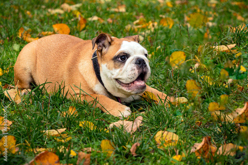 English bulldog playing in a green meadow with fallen leaves English bulldog playing in a green meadow with fallen leaves